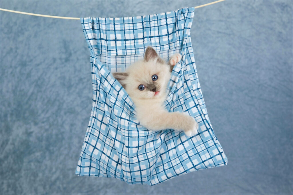 Cute Kitten in Blue Checkered Cloth - Soft Textured Background Wallpaper