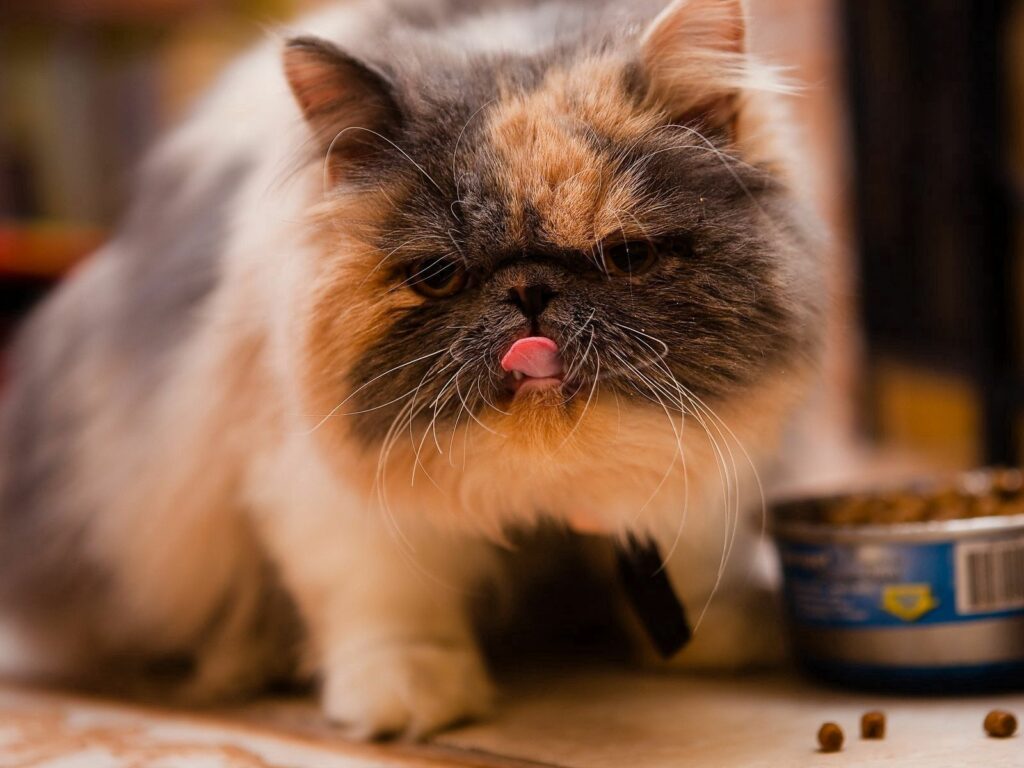 Adorable Spotted Kitten Playfully Approaching Food Bowl Wallpaper