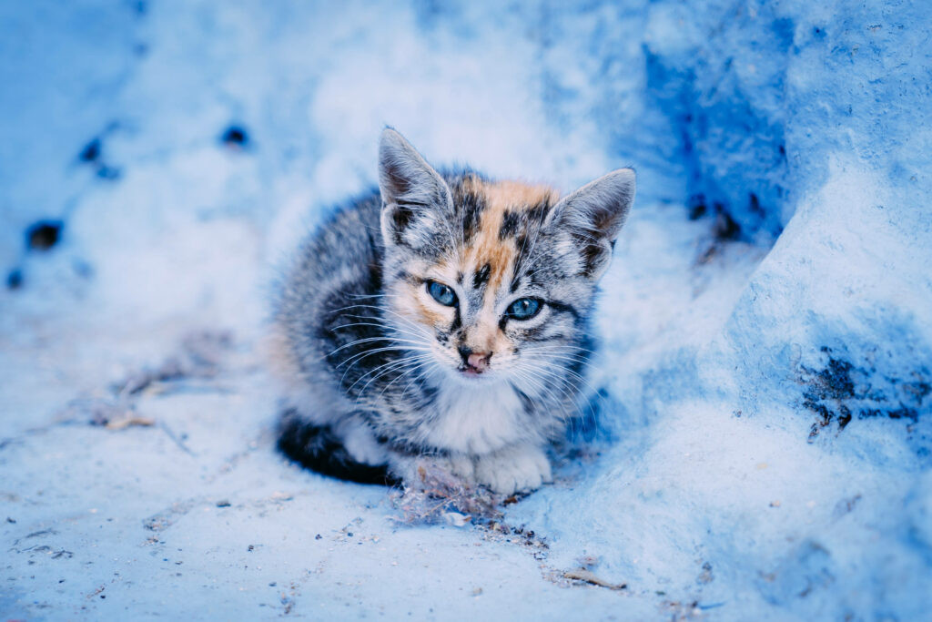 Cute Kitten in Snowy Field - Serene Winter Wallpaper Background