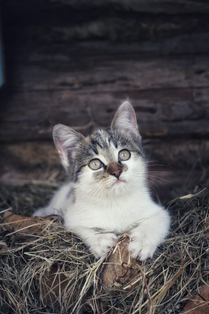 Cute Kitten on Hay with Rustic Wooden Background Wallpaper