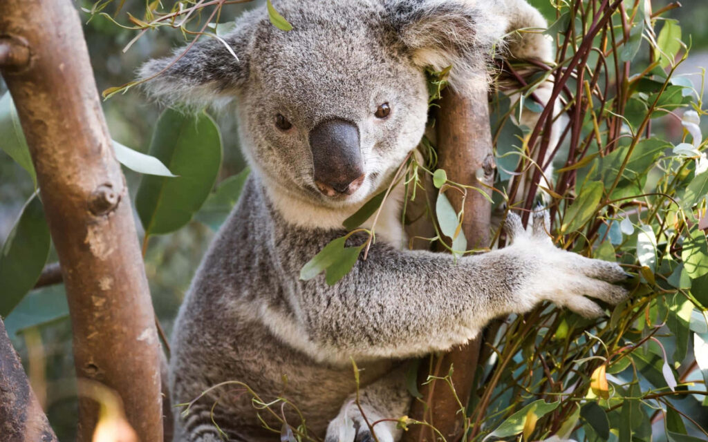 Cute Koala Bear Cuddles Eucalyptus Tree in Lush Greenery Wallpaper