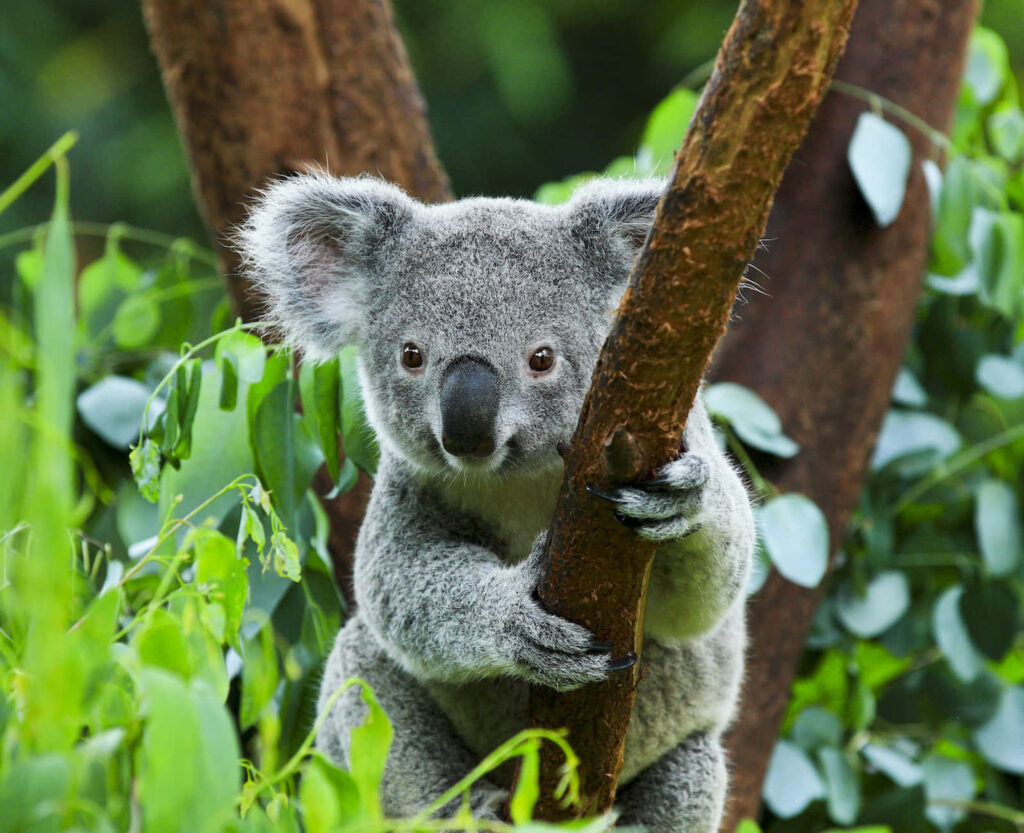 Cute Koala Bear Gazing Among Lush Green Leaves in Nature Wallpaper