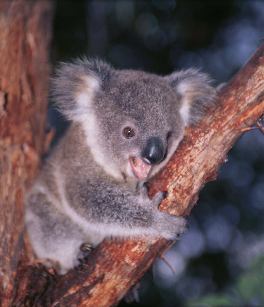 Cute Koala Bear Wallpaper: Adorable Nature Background