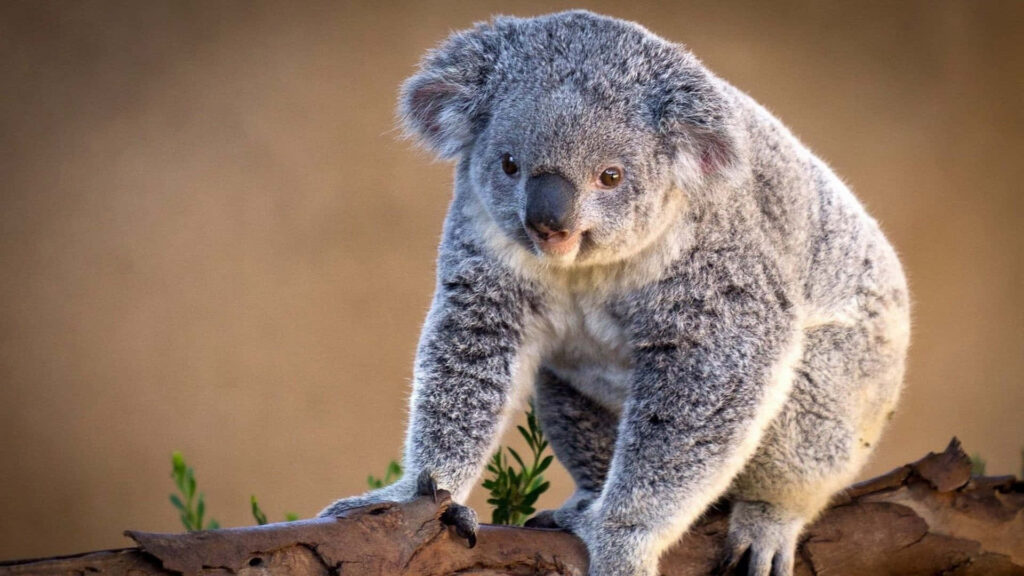 Cute Koala Bear on Tree Branch - Charming Nature Wallpaper