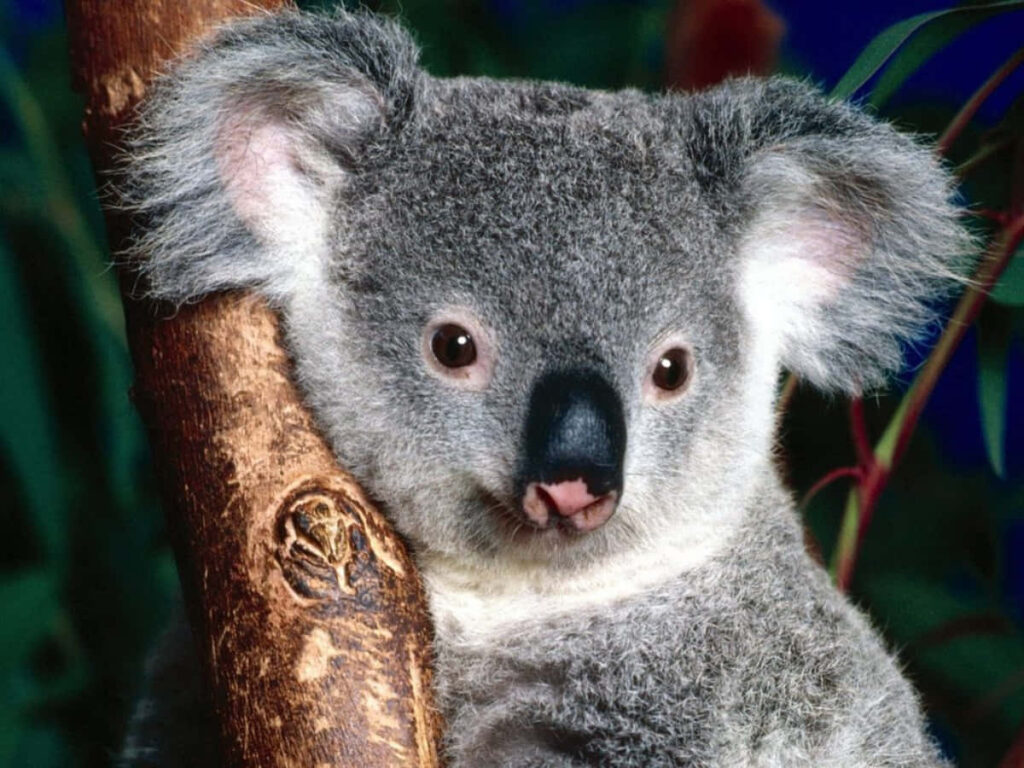 Adorable Koala Bear Wallpaper: Cute, Cuddly Background Image