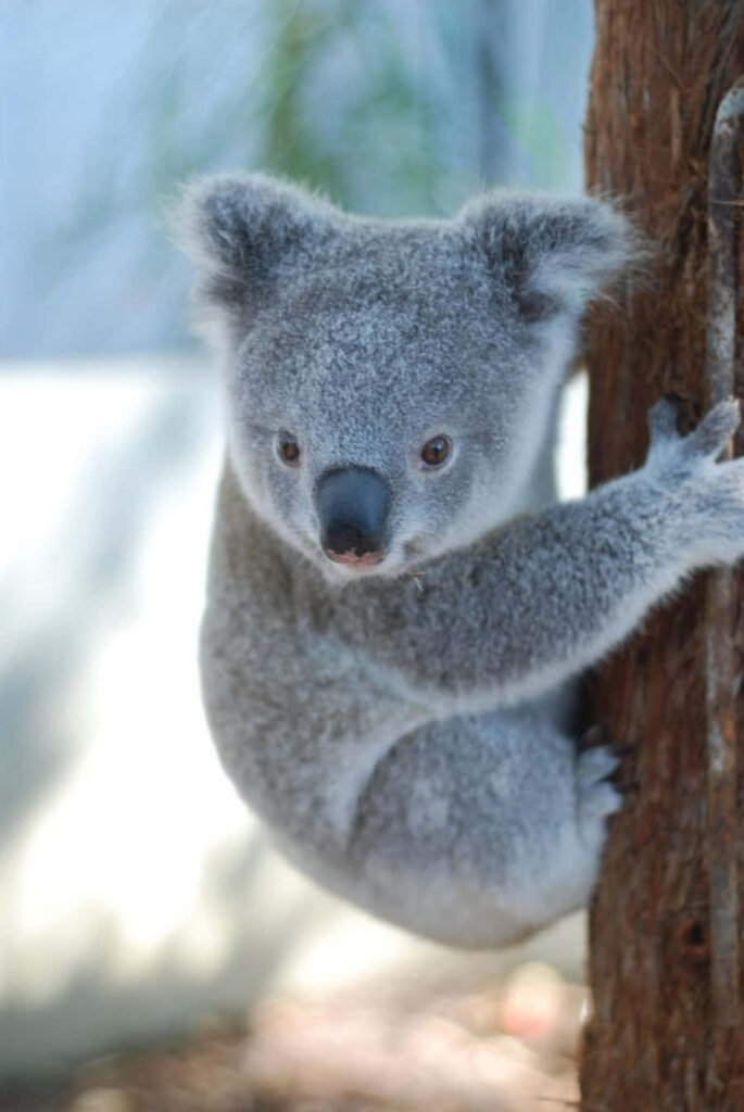 Adorable Koala Bear Clinging to Tree - Serene Nature Wallpaper