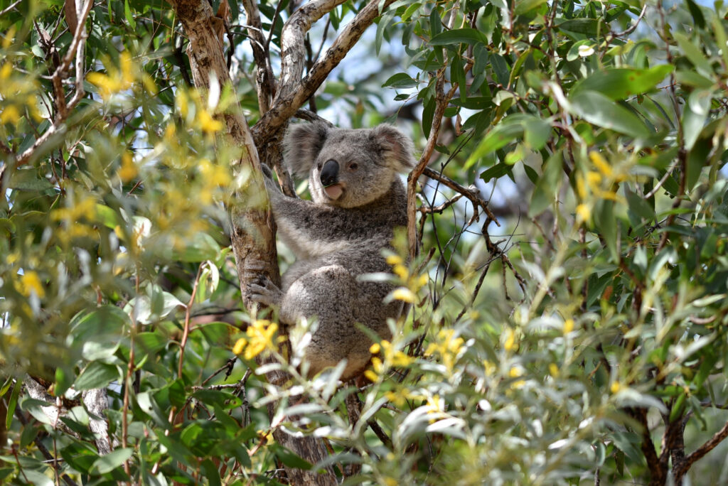 Cute Koala Bear Among Eucalyptus: Serene Nature Wallpaper