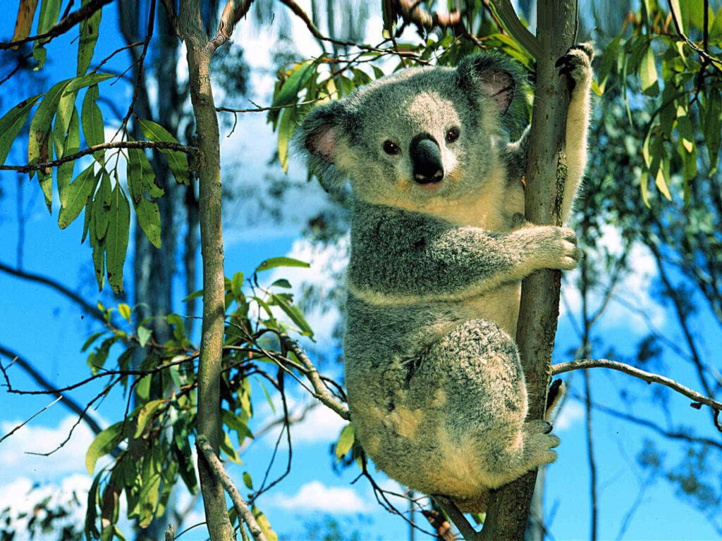 Charming Koala Bear on a Tree Against Blue Sky and Green Leaves Wallpaper