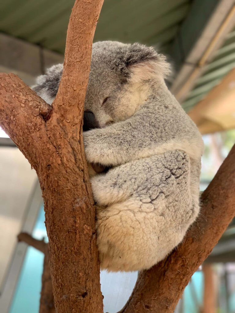 Peaceful Koala Bear Napping in Tree - Serene Cozy Scene Wallpaper