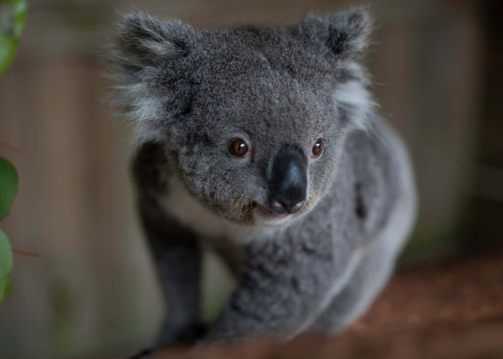 Serene Koala on a Branch Amidst Lush Greenery: Nature's Beauty Wallpaper