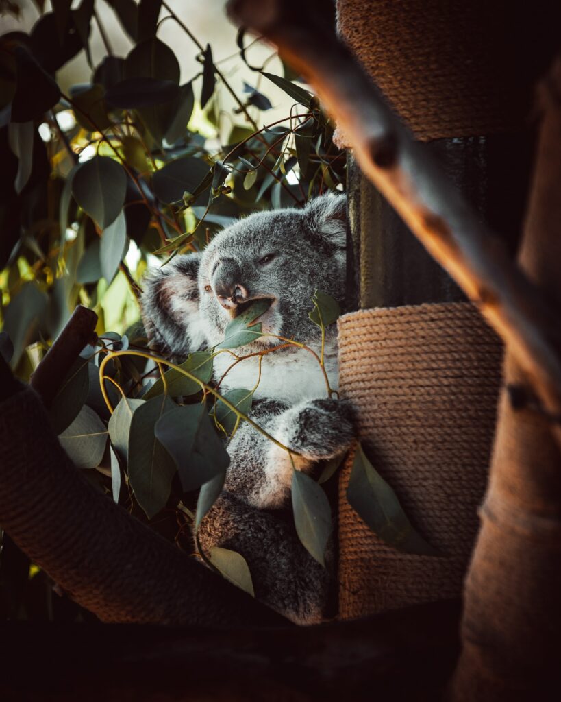 Charming Koala Wallpaper: Cute Scene with Eucalyptus & Green Leaves