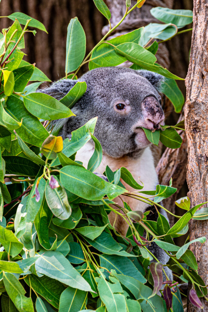 Playful Koala Wallpaper: Cute Design Among Green Leaves