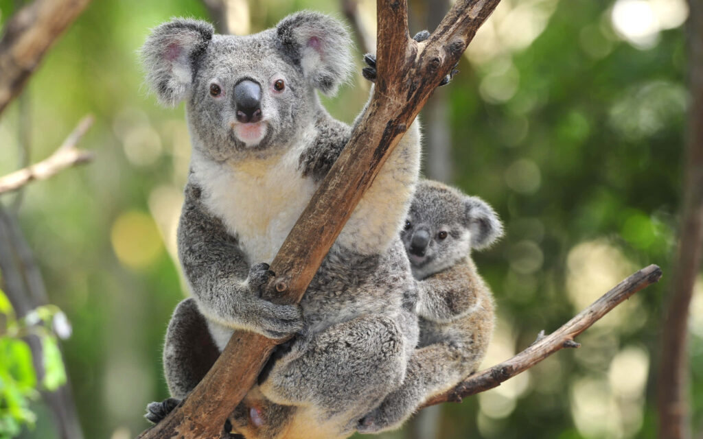Cute Koala Wallpaper: Fluffy Ears & Baby Koala in Lush Greenery