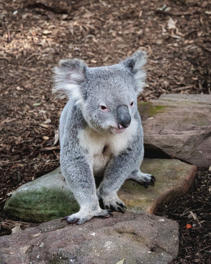 Adorable Koala on Stones: Fluffy Ears in Natural Earthy Background Wallpaper