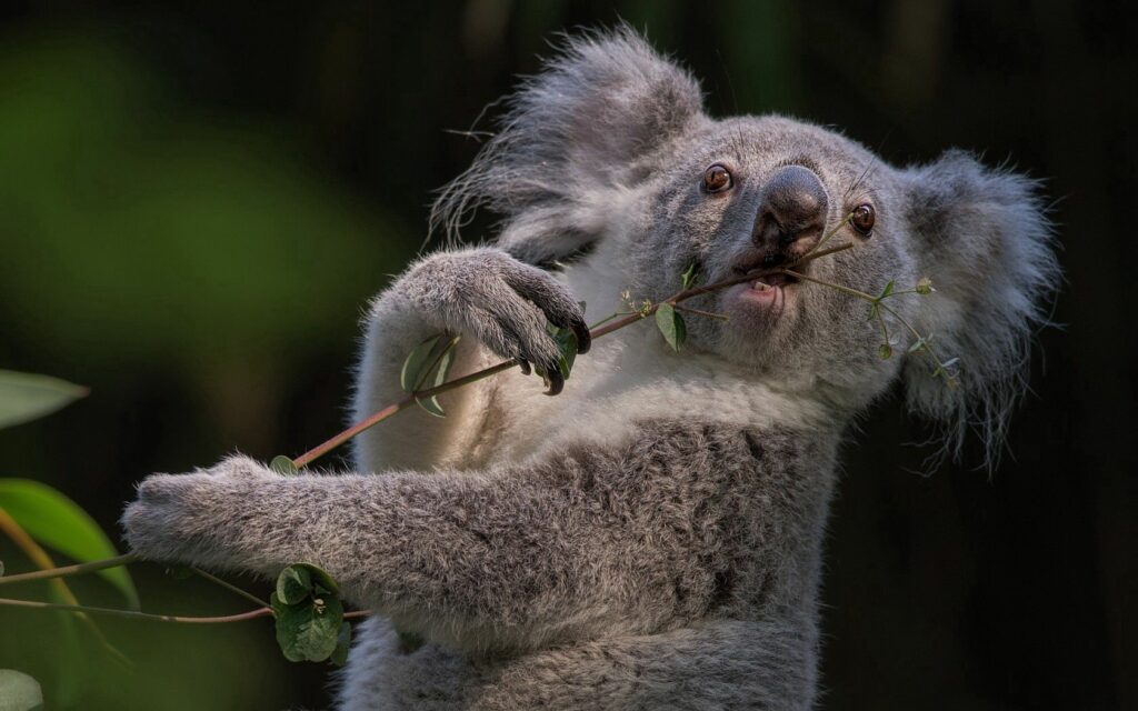 Cute Koala on Branch with Twig - Fluffy Fur in Green Foliage Background Wallpaper