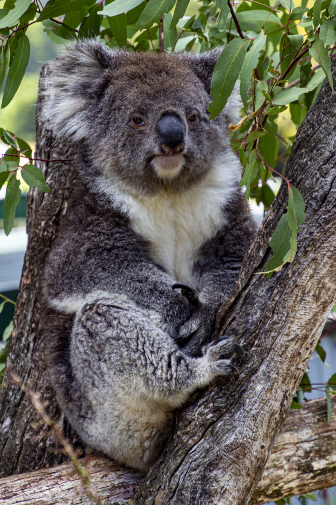Charming Koala Wallpaper: Cozy in Tree Surrounded by Green Leaves