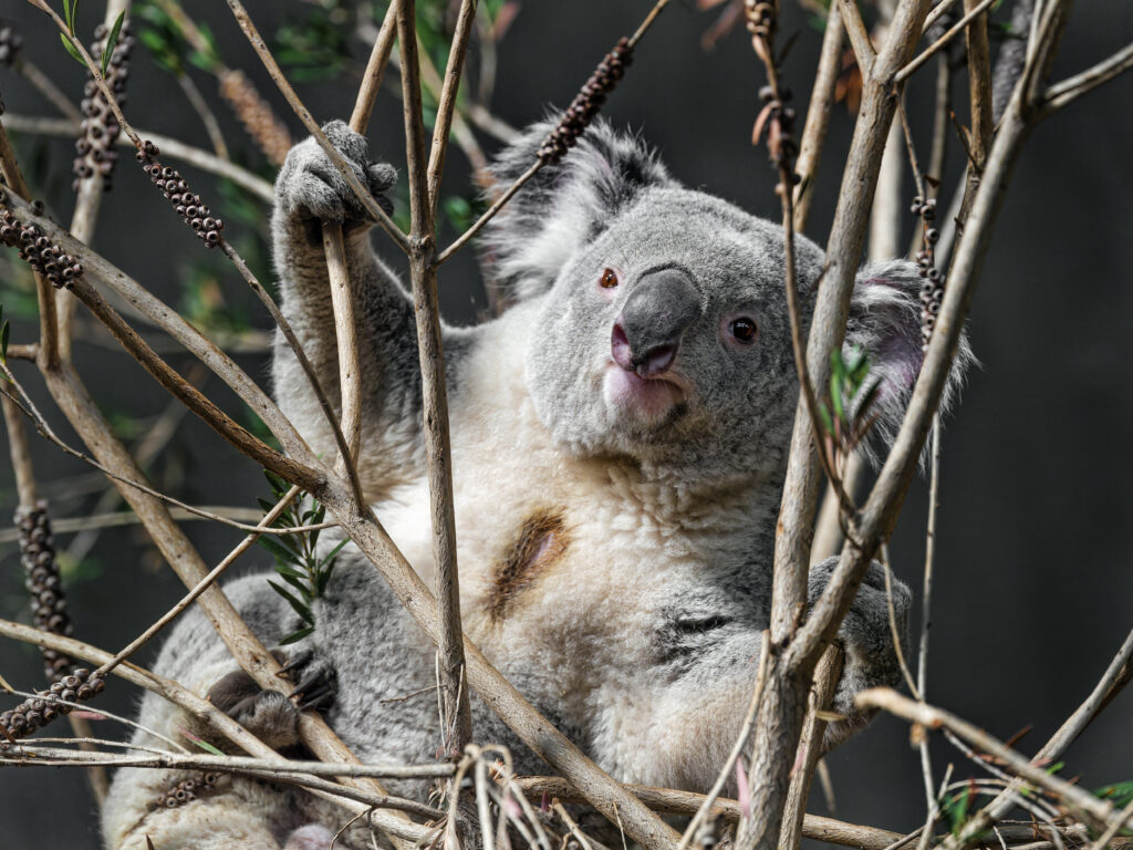 Adorable Koala Wallpaper: Fluffy Gray Fur in Natural Habitat