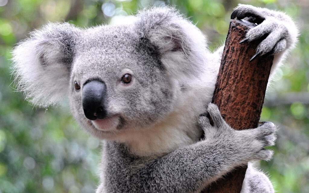 Cute Koala Munching Eucalyptus Leaves - Serene Nature Background Wallpaper