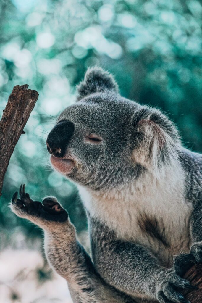 Cute Koala Wallpaper: Whimsical Charm for Your Screen Background