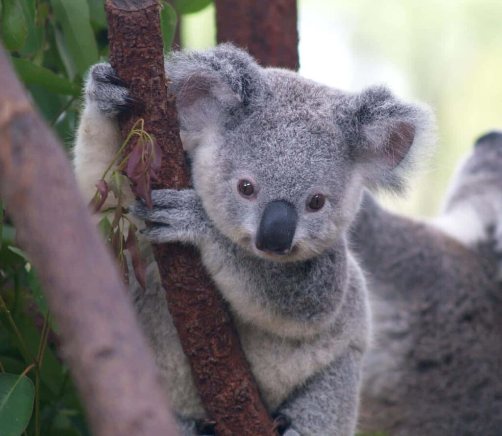 Endearing Koala Snuggles in Lush Greenery: A Serene Scene Wallpaper