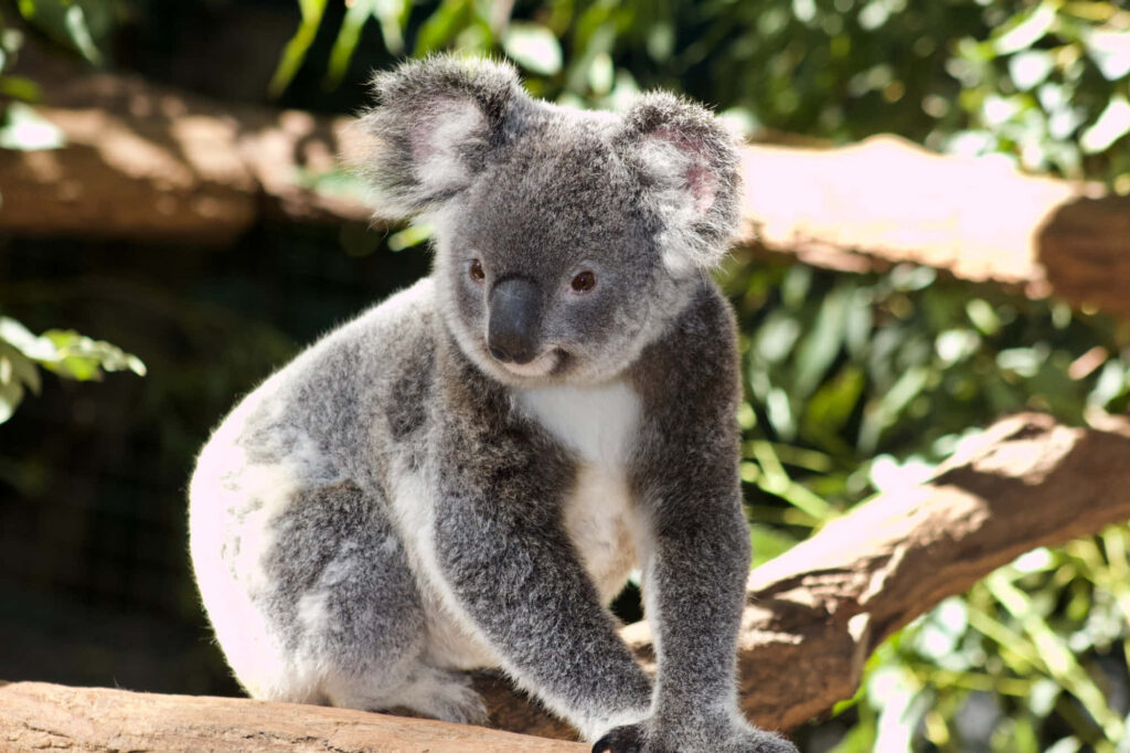 Cute Koala on Branch: Fluffy Fur & Large Ears in Zoo Greenery Wallpaper