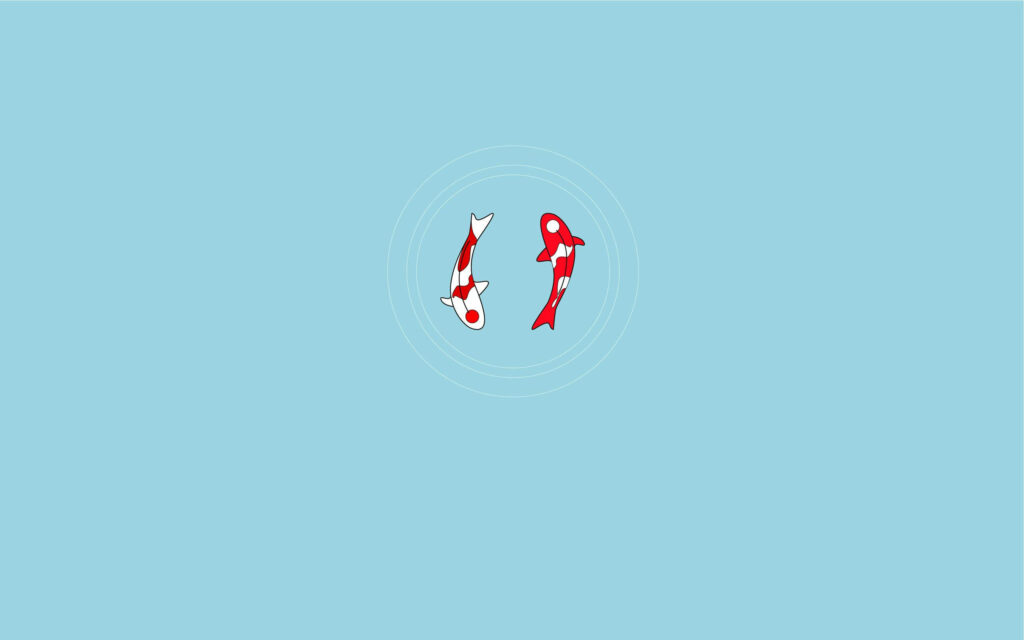 Minimalist koi fish wallpaper with two red and white koi in serene blue ripple background