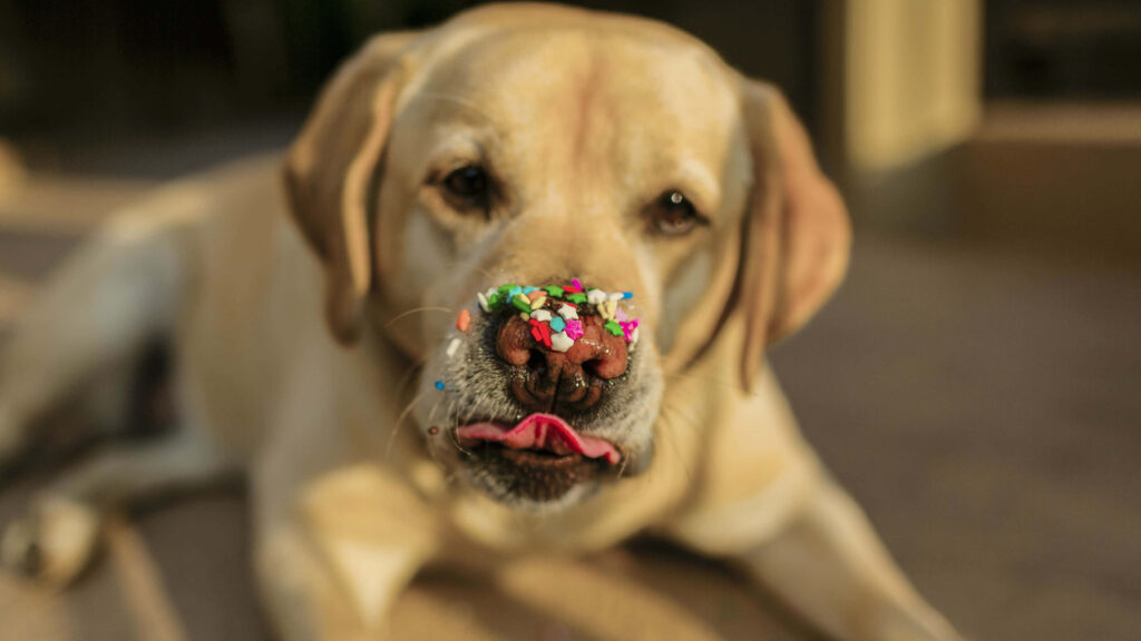 Charming Labrador Puppy with Sprinkles: Adorable Wallpaper Background