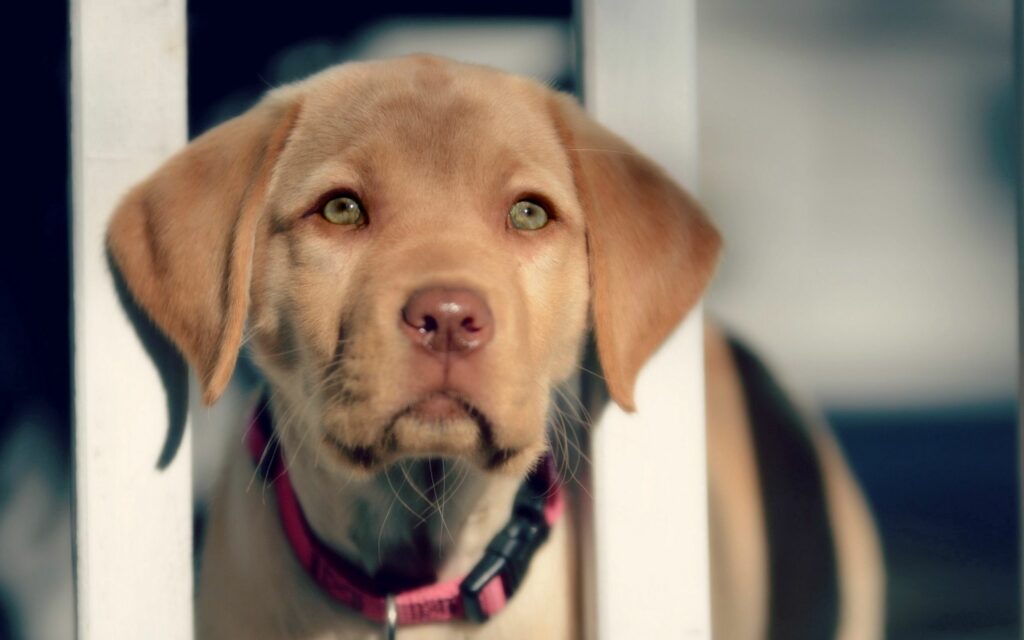 Cute Labrador Puppy Wallpaper: Expressive Eyes & Adorable Snout