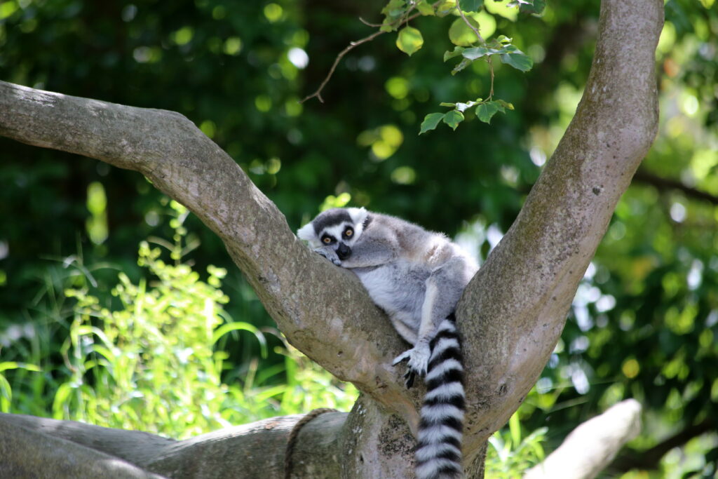 Cute Lemur Relaxing on Tree Branch Amidst Lush Greenery Wallpaper