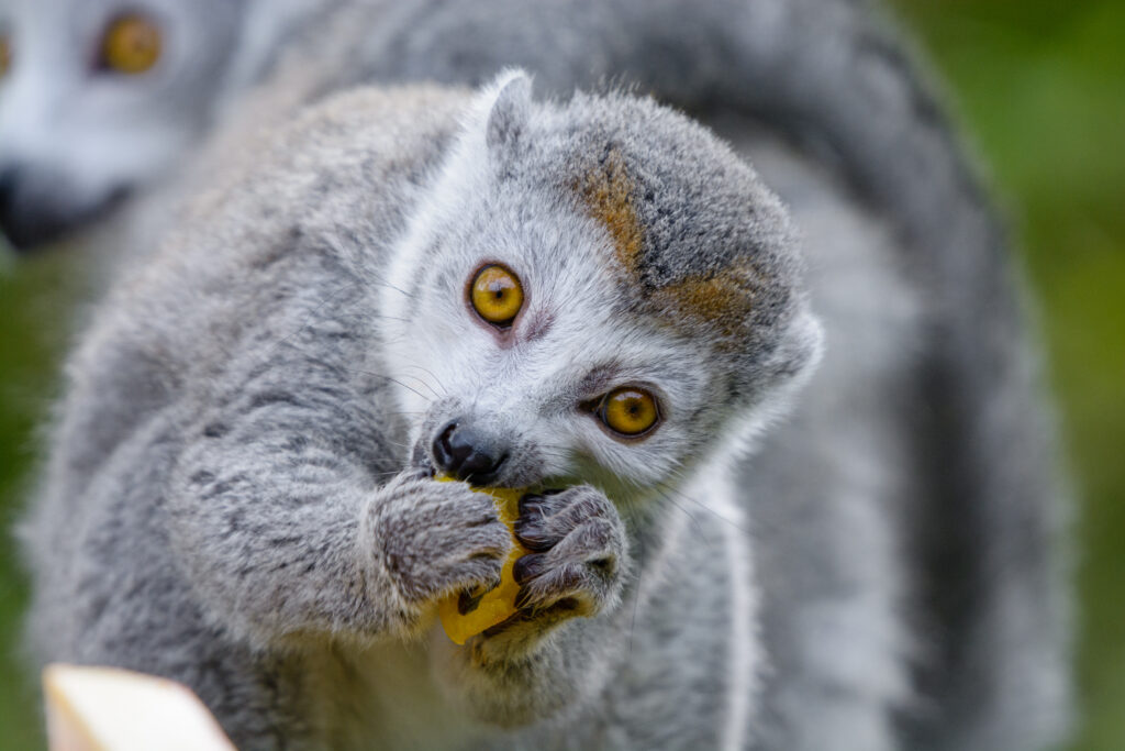 Cute Lemur Snacking: Adorable Eyes & Soft Fur Wallpaper