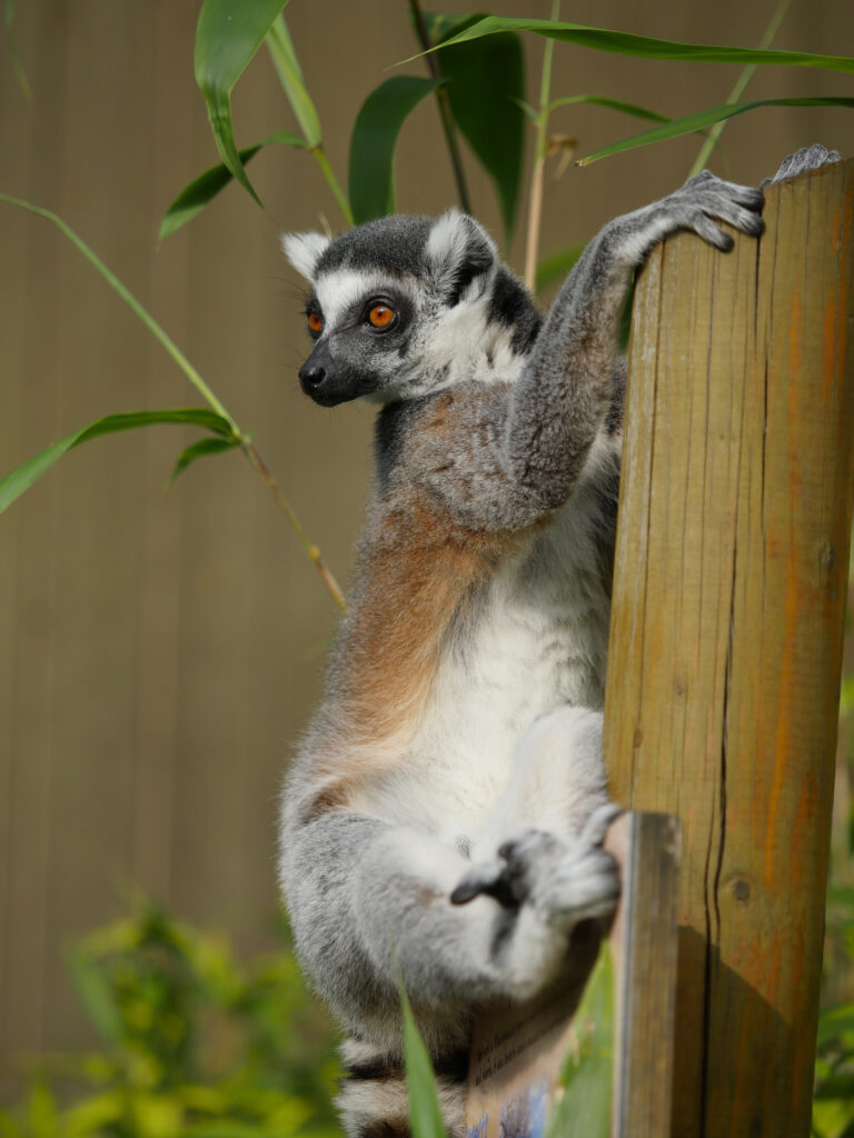 Cute Lemur Clinging to Wooden Post - Lush Bamboo Background Wallpaper
