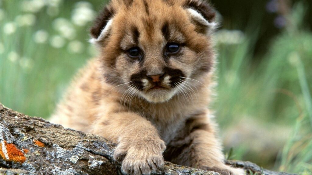 Cute Leopard Cub Wallpaper: Playful Eyes & Soft Fur Background