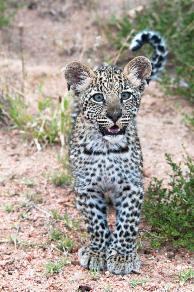 Cute Leopard Cub in African Wildlife - Playful & Spotted Background Wallpaper