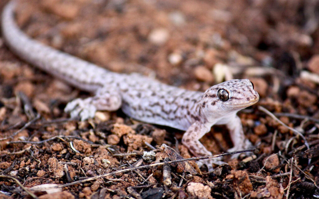 Charming Thin Leopard Gecko Wallpaper on Earthy Background