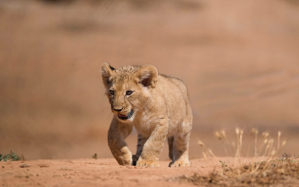 Cute Lion Cub Wallpaper: Fluffy Fur in Sandy Landscape Background
