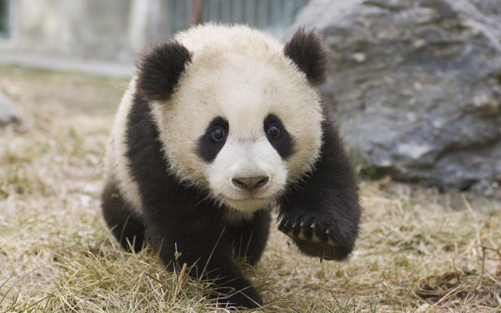 A Charming Little Panda Cub: A Captivating Snapshot of China's Cute Bear Cub in Stunning 4K Wallpaper