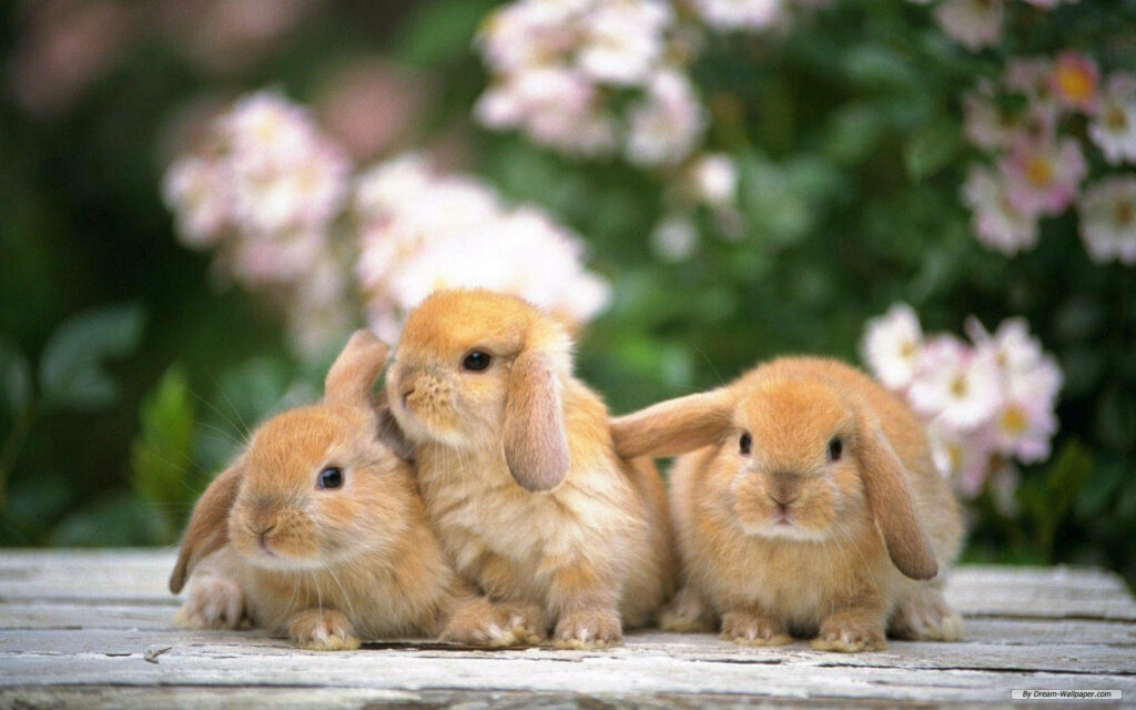 Charming Lop-Eared Rabbits Wallpaper with Floral Background