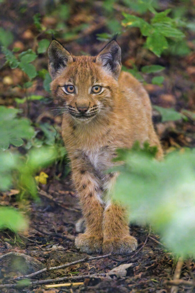 Charming Lynx Kitten Wallpaper: Cute & Greenery Background