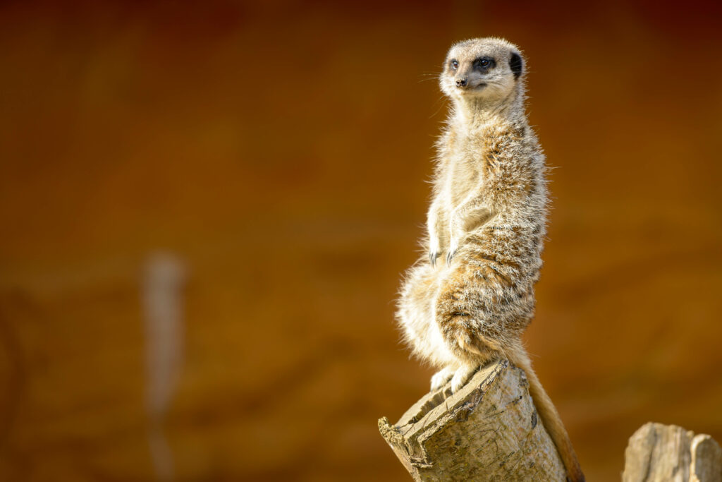 Cute Meerkat on Log: Curious Nature Wallpaper in Warm Background