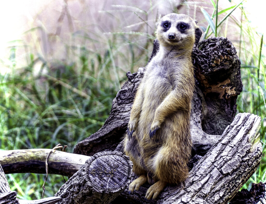 Playful Meerkat on Branches in Lush Greenery Wallpaper