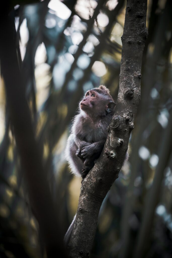 Cute Monkey Cub Wallpaper: Serene Jungle Background Image