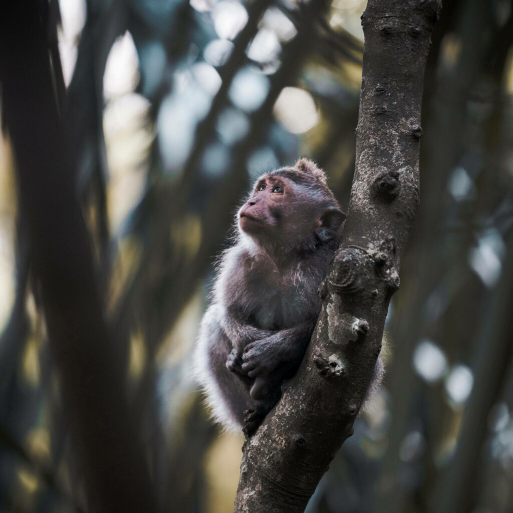 Cute Monkey on Tree Branch - Serene Nature Wallpaper Background