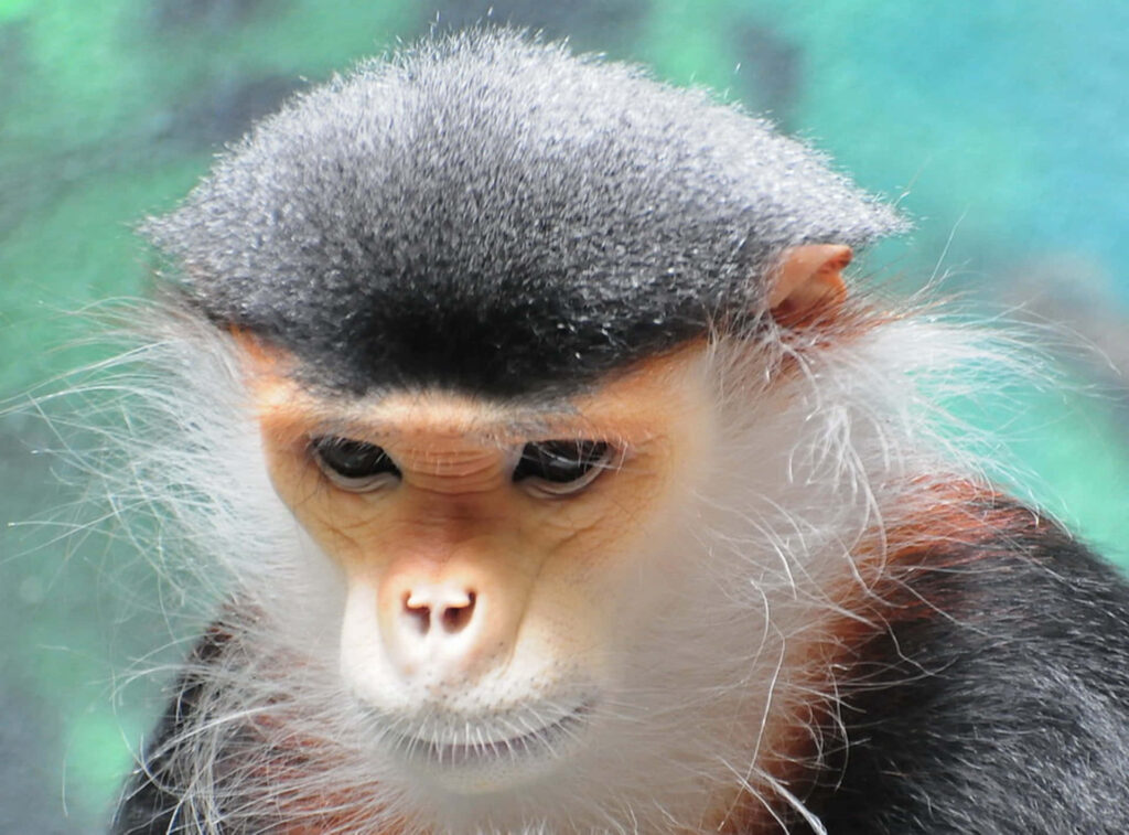 Adorable Monkey in Colorful Nature: A Thoughtful Expression Wallpaper