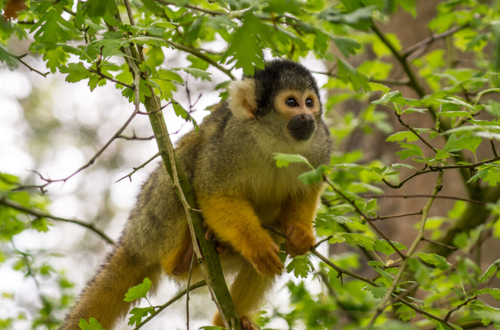 Vibrant Monkey Wallpaper: Playful Scene in Lush Green Leaves