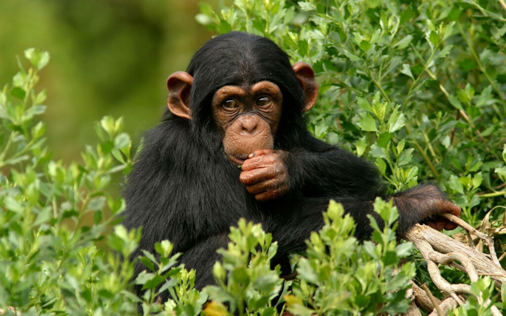 Cute Monkey Gazes Curiously in Lush Green Nature Scene Wallpaper