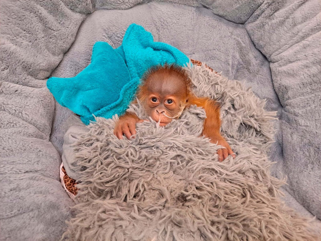 Adorable Monkey Snuggled in Cozy Bed - Heartwarming Wallpaper