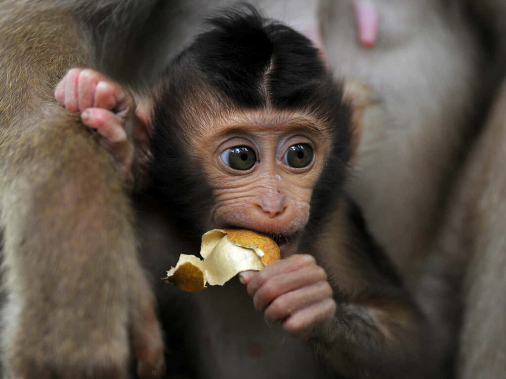 Playful Monkey Clutching Fruit in Lush Greenery Background Wallpaper