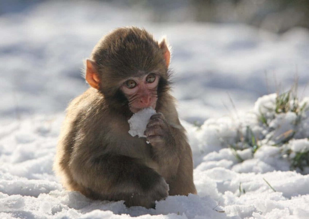 Charming Monkey Enjoys Snow Treat in Serene Winter Background Wallpaper
