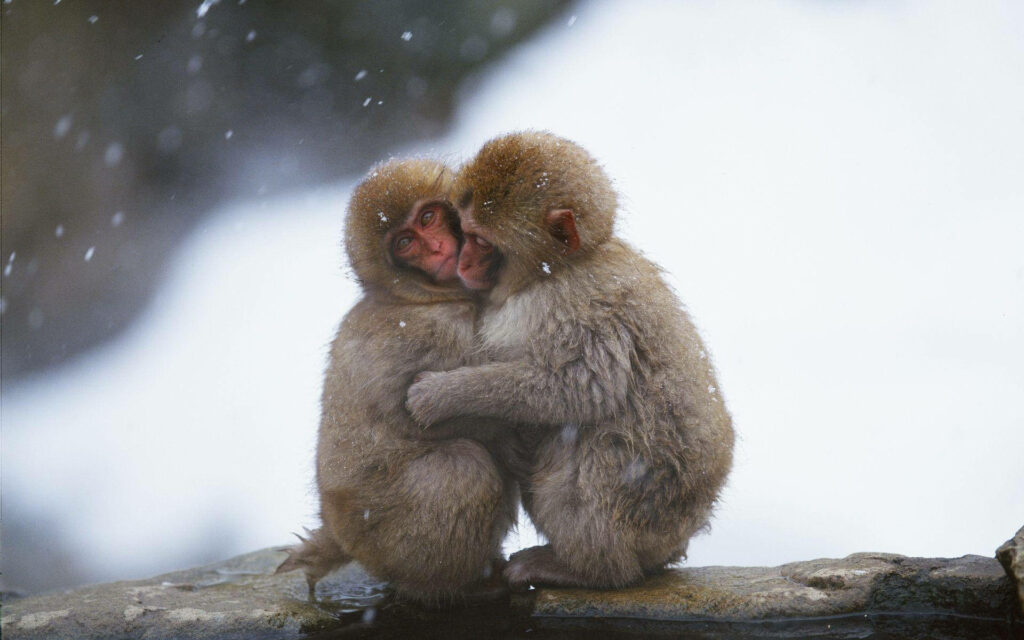 Cute Monkeys Hugging in Snowy Background: Heartfelt Wallpaper