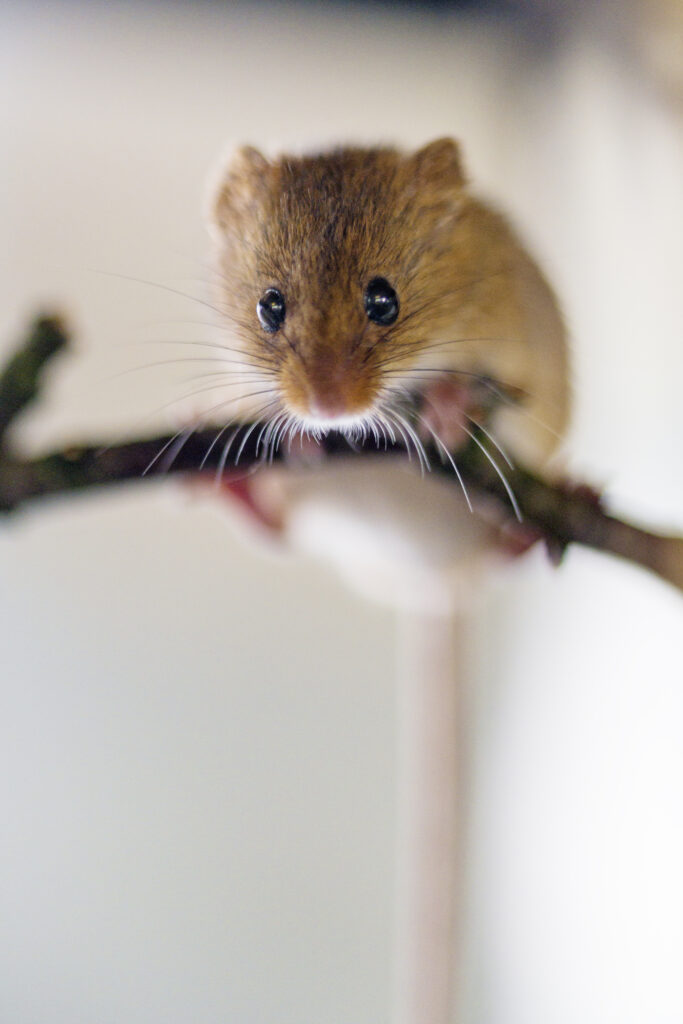 Cute Mouse on Branch with Soft Blurred Background - Serene Wallpaper